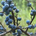 Prunus spinosa